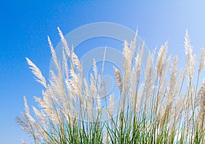 Swhite Feather Grass in wind with sky background