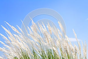 Swhite Feather Grass in wind with sky background
