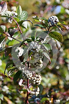 Swida alba - wild berry bush in autumn photo