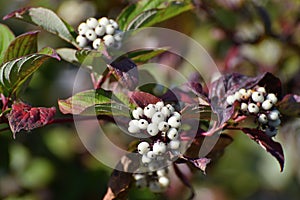 Swida alba - wild berry bush in autumn photo