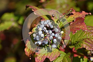 Swida alba - wild berry bush in autumn photo