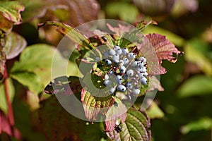 Swida alba - wild berry bush in autumn photo