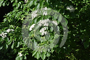 Swida controversa Cornus controversa flowers. photo