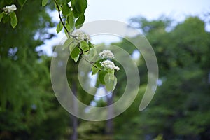 Swida controversa Cornus controversa flowers. photo