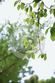 Swida controversa Cornus controversa flowers. photo