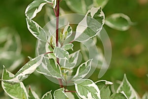 Swida poecilophyllous. Cornus alba after rain. Cornaceae Family photo