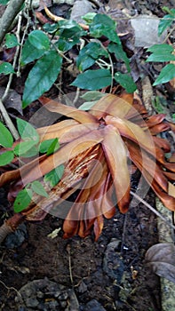 Swietenia mahagoni fruit has a bitter taste that is useful for traditional medicine