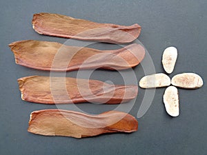 Swietenia Mahagoni peeling seed with black background