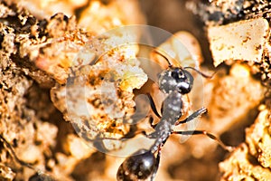 Swift ants are fixed on macro photo