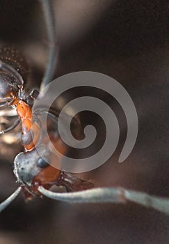 Swift ants are fixed on macro photo