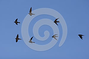Swift, Apus apus