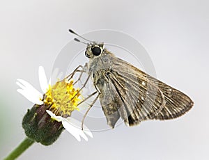 Swift branded butterfly resting on the tridex flower