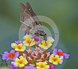 Swift Butterfly: Collecting nector from flowers photo