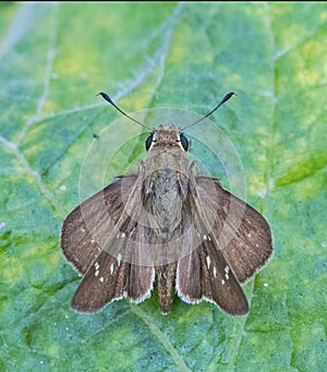 Swift Butterfly: Spreaded wings on leaf