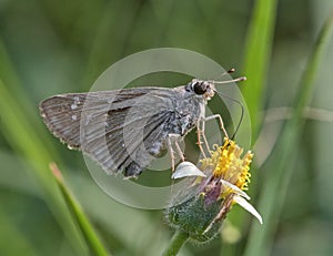 Swift Butterfly: Collecting nector from flowers photo