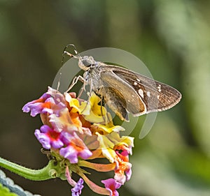 Swift Butterfly: Collecting nector from flowers photo