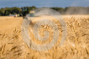 Swift Current, SK, Canada- Sept 8, 2019: Heads of wheat with 2 combines during harvest