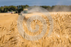 Swift Current, SK, Canada- Sept 8, 2019: Heads of wheat with 2 combines during harvest photo