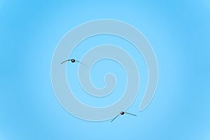 The swift flight of swallows