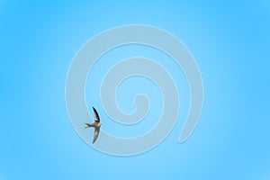 The swift flight of swallows