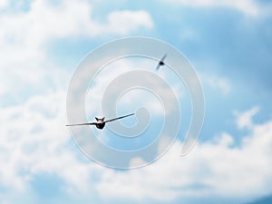 The swift flight of swallows