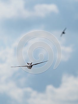 The swift flight of swallows
