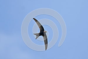 Swift flying over head