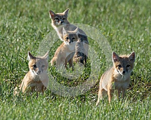 Swift Fox Family portrait on the Pawnee Grasslands