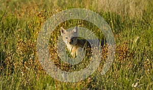 Swift Fox