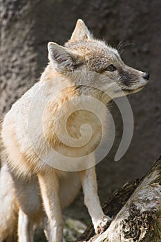 Swift fox sitting and looking