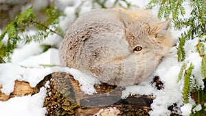 Swift fox sleeps in winter habitat.