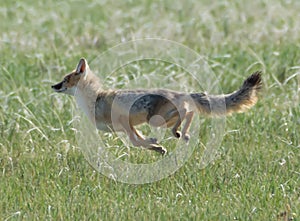 Swift Fox vixen showing her true speed