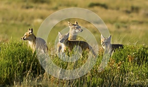 Swift Fox