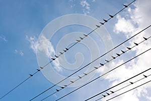 Swift martlet birds perching on wires over sky