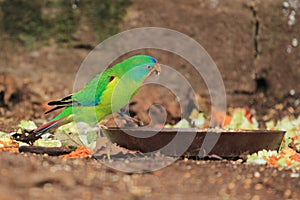 Swift parrot