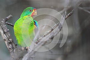 Swift parrot