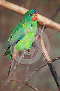 Swift parrot