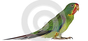 Swift Parrot, Lathamus discolor, 2 years old