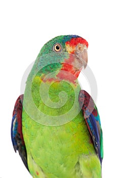 Swift Parrot on white background