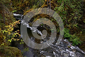 Rain forest creek in Pacific Rim National Park on Vancouver Island near Tofino.