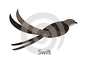 Swift or swiftlet isolated on white background. Adorable small fast insectivorous bird. Stunning wild avian species