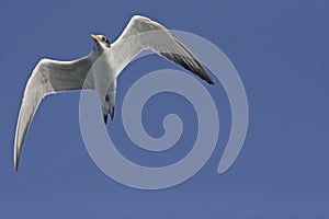 Swift Tern