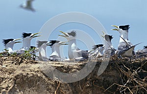 SWIFT TERN GROUP sterna bergii, NESTING COLONY IN AUSTRALIA