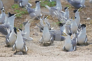 SWIFT TERN GROUP sterna bergii, NESTING COLONY, AUSTRALIA