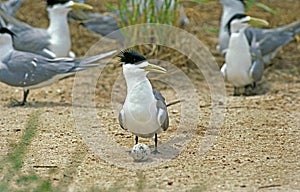 Swift Tern, sterna bergii, Adult with Egg, Australia