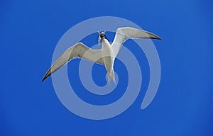 Swift Tern, sterna bergii, Adult in Flight against White Background with Fish in Beak, Australia