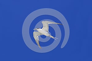 SWIFT TERN sterna bergii, ADULT IN FLIGHT, AUSTRALIA