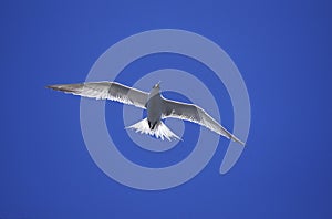 SWIFT TERN sterna bergii, ADULT IN FLIGHT, AUSTRALIA