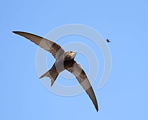 Swift (Apus apus)