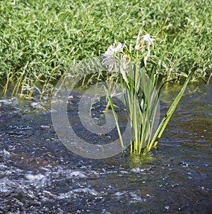 Swift water Shoal lily